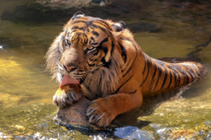 Happy Sumatran Tiger1723616214 300x200 - Happy Sumatran Tiger - Tiger, Sumatran, Leopard, Happy